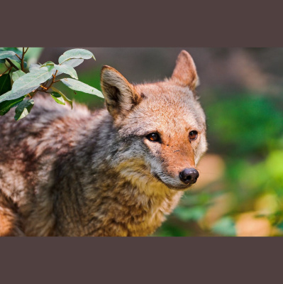 The All Creatures Podcast