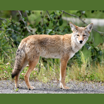 The All Creatures Podcast