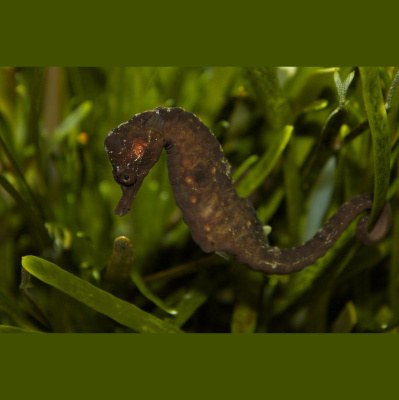 The All Creatures Podcast