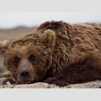 The All Creatures Podcast