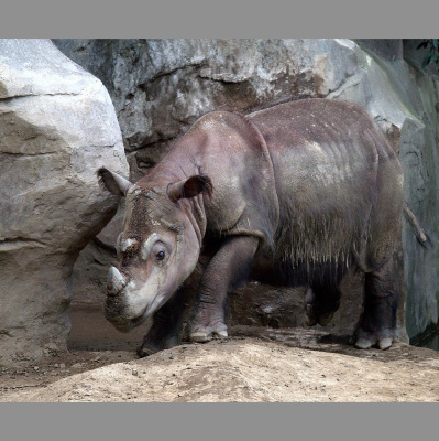 The All Creatures Podcast