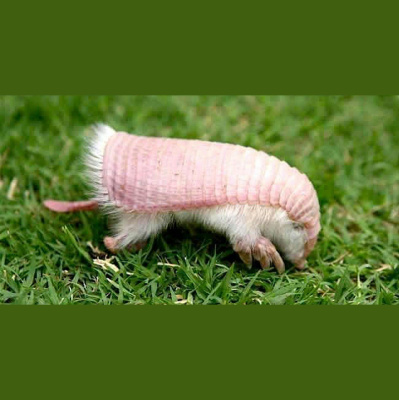 The All Creatures Podcast