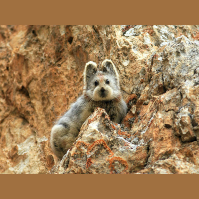 The All Creatures Podcast