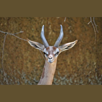 The All Creatures Podcast