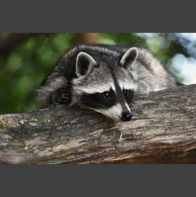 The All Creatures Podcast