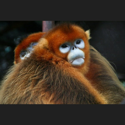 The All Creatures Podcast