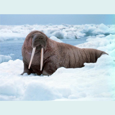 The All Creatures Podcast