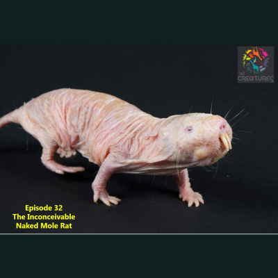 The All Creatures Podcast