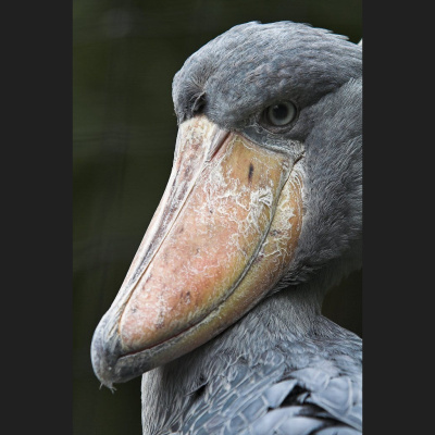 The All Creatures Podcast