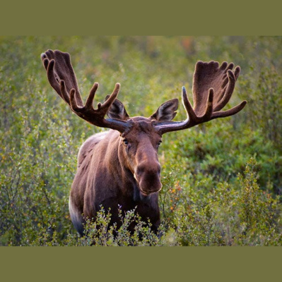 The All Creatures Podcast