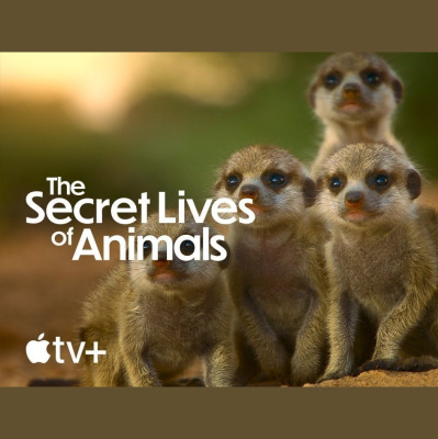 The All Creatures Podcast