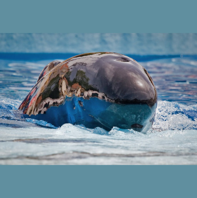 The All Creatures Podcast