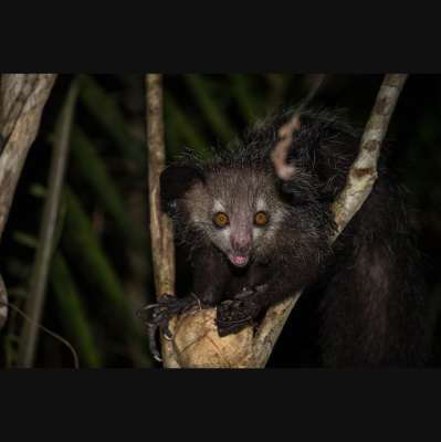 The All Creatures Podcast