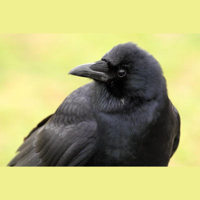 The All Creatures Podcast