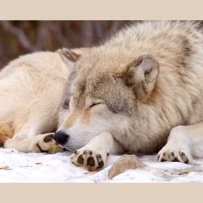 The All Creatures Podcast