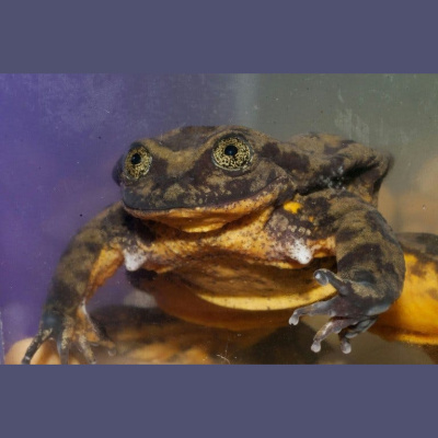 The All Creatures Podcast