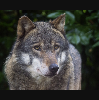 The All Creatures Podcast