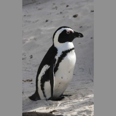 The All Creatures Podcast