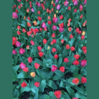 SLS001 Blumenzwiebeln pflanzen