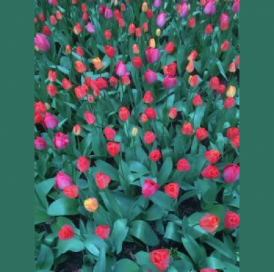 Slow Science - Wissenschaft Langsam Erzählt