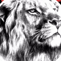 #12 Financast- Value Investing - Canal Alcista