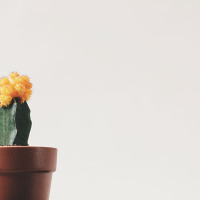 mobil uygulama girişimleri, soru sormak, etkinlikler