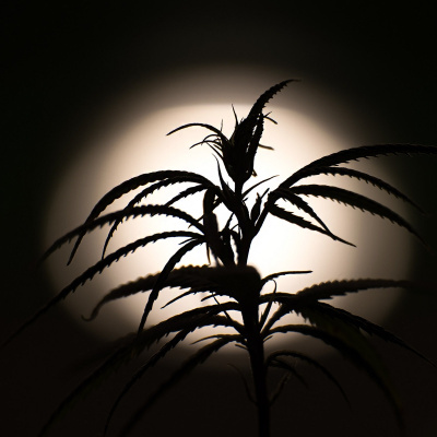 Berliner Notizen: Die Hauptstadt-kolumne