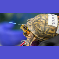 Podcast: Animal Acupuncture