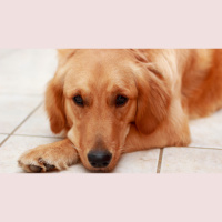 Podcast: Are Some Dog Breeds More Pain Tolerant Than Others?