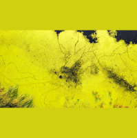 Podcast: Toxic Algae