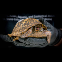 Podcast: Turtle Rescue Team