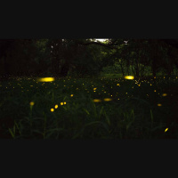 Podcast: Fireflies