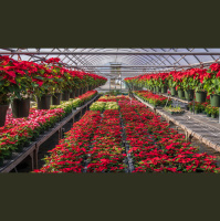 Podcast: Poinsettias