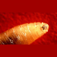 Podcast: Max Scott, the New World Screwworm, and Zombie Deer