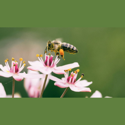 Nc States Audio Abstract