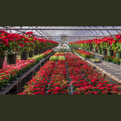 Nc States Audio Abstract