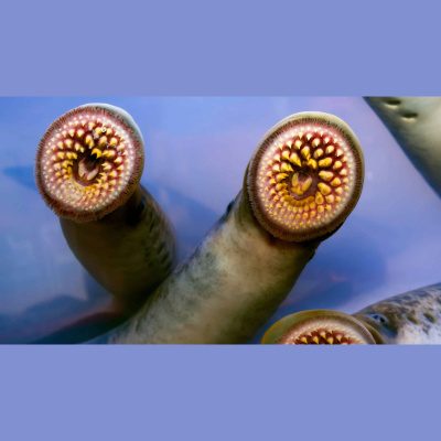 Nc States Audio Abstract