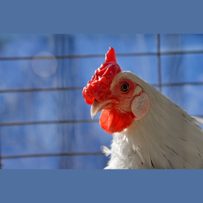 Nc States Audio Abstract