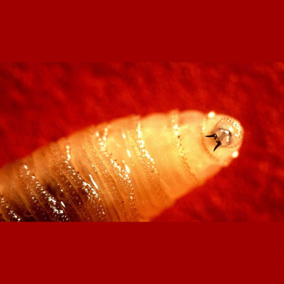 Nc States Audio Abstract