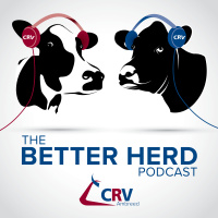 How BCS influences reproductive performance