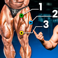 Cómo desarrollar cuádriceps fuertes y estéticos (explicación científica)