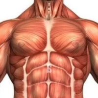 Los 3 mejores ejercicios para cada grupo muscular si quieres ganar músculo (guía completa)