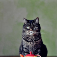 Random Tales-Feline Cake Party