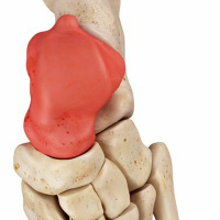 14 - Carpals and Tarsals