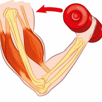 13 - Muscle Contractions