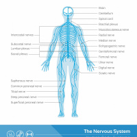 08 - Spinal Nerves
