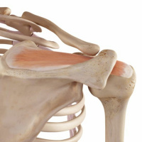 19 - The Rotator Cuff