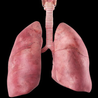 23 - The Respiratory System