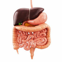 07 - The Digestive System