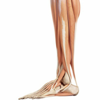 06 - Agonists, Synergists, and Antagonists